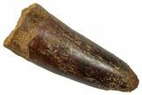 Fossil Spinosaurus Tooth - Real Dinosaur Tooth #345486-1